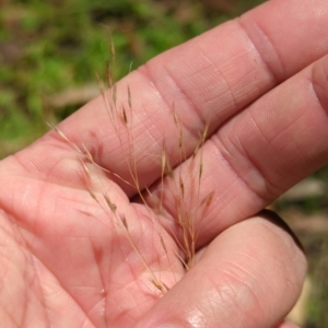 Lachnagrostis filiformis at Micalong Gorge - 28 Dec 2023