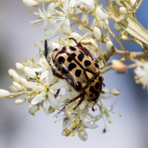 Neorrhina punctata at The Pinnacle - 28 Dec 2023