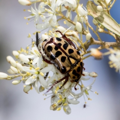 Neorrhina punctata (Spotted flower chafer) at The Pinnacle - 27 Dec 2023 by AlisonMilton