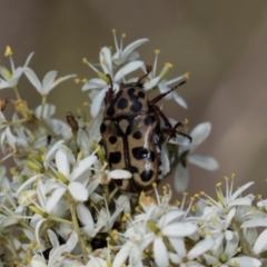 Neorrhina punctata at The Pinnacle - 28 Dec 2023