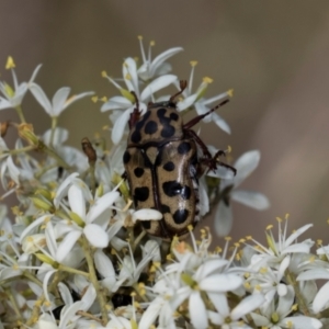 Neorrhina punctata at The Pinnacle - 28 Dec 2023