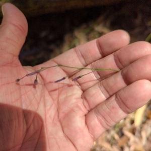 Arthropodium sp. at Micalong Gorge - 28 Dec 2023