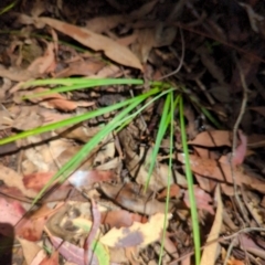 Arthropodium sp. at Micalong Gorge - 28 Dec 2023 11:15 AM