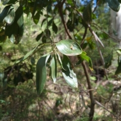 Acacia melanoxylon (Blackwood) at Wee Jasper, NSW - 28 Dec 2023 by brettguy80