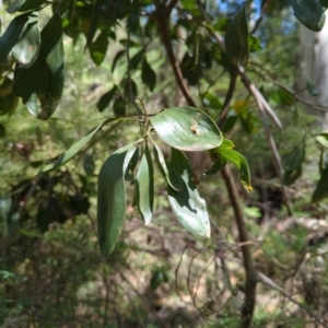 Acacia melanoxylon at Micalong Gorge - 28 Dec 2023 11:14 AM