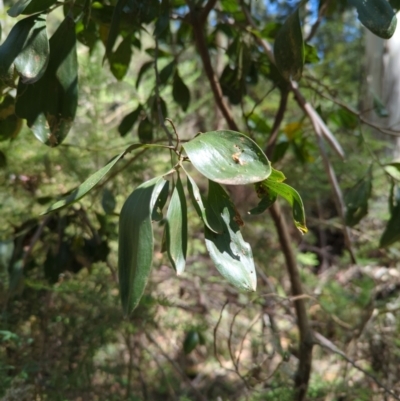 Acacia melanoxylon (Blackwood) at Micalong Gorge - 28 Dec 2023 by Wildlifewarrior80