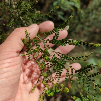 Bossiaea foliosa (Leafy Bossiaea) at Micalong Gorge - 28 Dec 2023 by Wildlifewarrior80