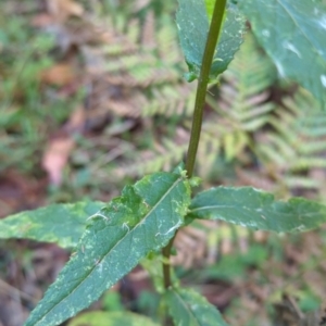 Senecio linearifolius at Micalong Gorge - 28 Dec 2023