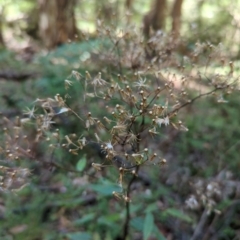 Senecio linearifolius at Micalong Gorge - 28 Dec 2023