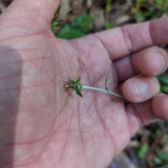 Euchiton japonicus (Creeping Cudweed) at Wee Jasper, NSW - 28 Dec 2023 by brettguy80