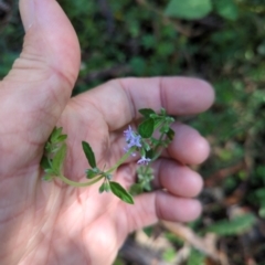 Mentha diemenica (Wild Mint, Slender Mint) at Micalong Gorge - 28 Dec 2023 by brettguy80