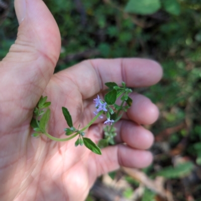 Mentha diemenica (Wild Mint, Slender Mint) at Wee Jasper, NSW - 28 Dec 2023 by brettguy80