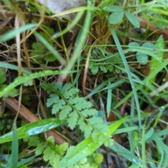 Polystichum proliferum (Mother Shield Fern) at Micalong Gorge - 28 Dec 2023 by Wildlifewarrior80