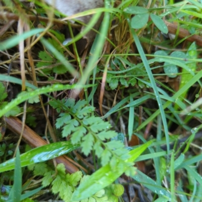 Polystichum proliferum (Mother Shield Fern) at Micalong Gorge - 28 Dec 2023 by Wildlifewarrior80