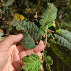 Pomaderris aspera at Micalong Gorge - 28 Dec 2023 10:57 AM