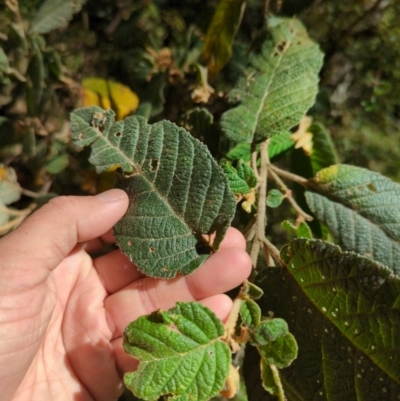 Pomaderris aspera (Hazel Pomaderris) at Bondo State Forest - 27 Dec 2023 by brettguy80