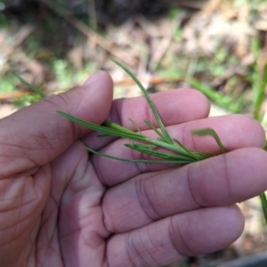 Senecio diaschides at Micalong Gorge - 28 Dec 2023