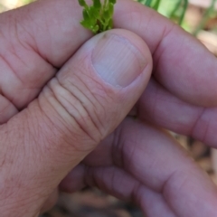 Senecio diaschides at Micalong Gorge - 28 Dec 2023