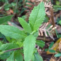 Senecio linearifolius (Fireweed Groundsel, Fireweed) at Micalong Gorge - 28 Dec 2023 by Wildlifewarrior80