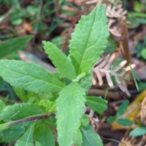 Senecio linearifolius at Micalong Gorge - 28 Dec 2023