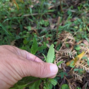 Senecio linearifolius at Micalong Gorge - 28 Dec 2023