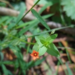 Lysimachia arvensis (Scarlet Pimpernel) at Micalong Gorge - 28 Dec 2023 by Wildlifewarrior80