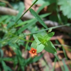 Lysimachia arvensis (Scarlet Pimpernel) at Wee Jasper, NSW - 27 Dec 2023 by brettguy80