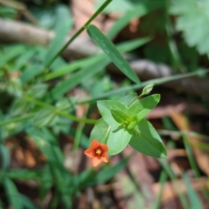 Lysimachia arvensis at Micalong Gorge - 28 Dec 2023