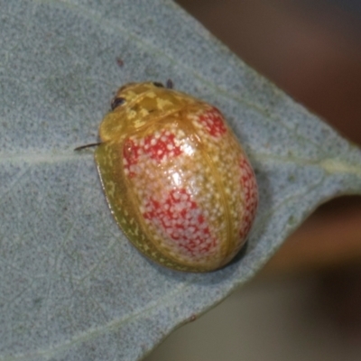 Paropsisterna fastidiosa (Eucalyptus leaf beetle) at Hawker, ACT - 28 Dec 2023 by AlisonMilton