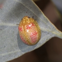 Paropsisterna fastidiosa at The Pinnacle - 28 Dec 2023 09:57 AM