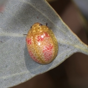 Paropsisterna fastidiosa at The Pinnacle - 28 Dec 2023 09:57 AM