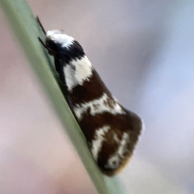 Isomoralla gephyrota (A Concealer moth) at Casey, ACT - 28 Dec 2023 by Hejor1