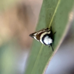 Isomoralla gephyrota at Casey, ACT - 28 Dec 2023 07:19 PM