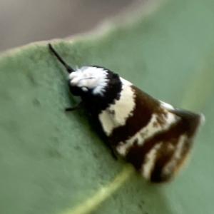 Isomoralla gephyrota at Casey, ACT - 28 Dec 2023 07:19 PM