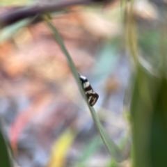 Isomoralla gephyrota at Casey, ACT - 28 Dec 2023 07:19 PM