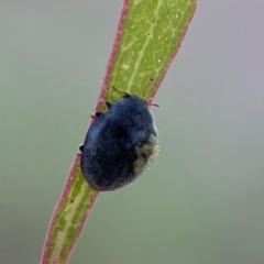 Coccinellidae (family) at Casey, ACT - 28 Dec 2023