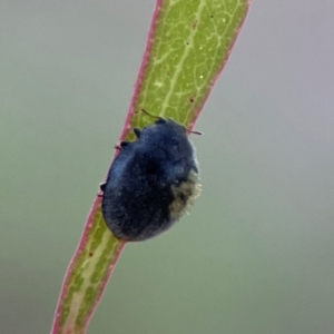 Coccinellidae (family) at Casey, ACT - 28 Dec 2023