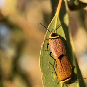 Ellipsidion australe at Casey, ACT - 28 Dec 2023 07:25 PM