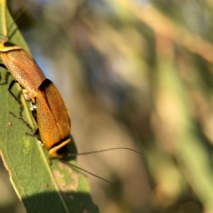 Ellipsidion australe at Casey, ACT - 28 Dec 2023