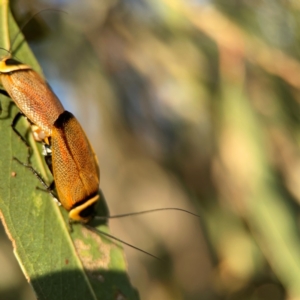 Ellipsidion australe at Casey, ACT - 28 Dec 2023 07:25 PM