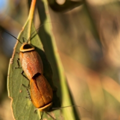 Ellipsidion australe at Casey, ACT - 28 Dec 2023