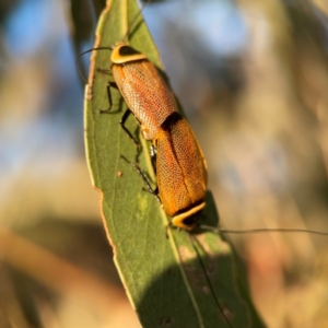 Ellipsidion australe at Casey, ACT - 28 Dec 2023 07:25 PM