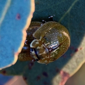 Paropsisterna cloelia at Casey, ACT - 28 Dec 2023