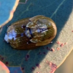 Paropsisterna cloelia at Casey, ACT - 28 Dec 2023