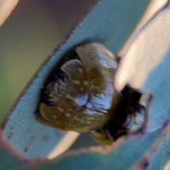 Paropsisterna cloelia at Casey, ACT - 28 Dec 2023