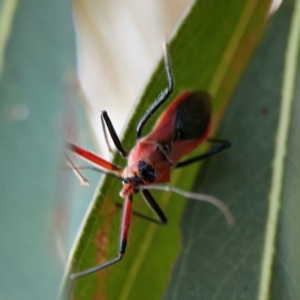 Gminatus australis at Casey, ACT - 28 Dec 2023