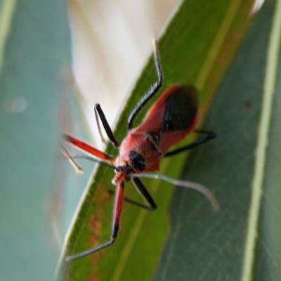 Gminatus australis (Orange assassin bug) at Casey, ACT - 28 Dec 2023 by Hejor1