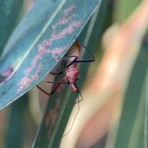 Gminatus australis at Casey, ACT - 28 Dec 2023 07:32 PM