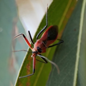 Gminatus australis at Casey, ACT - 28 Dec 2023 07:32 PM