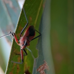 Gminatus australis at Casey, ACT - 28 Dec 2023 07:32 PM